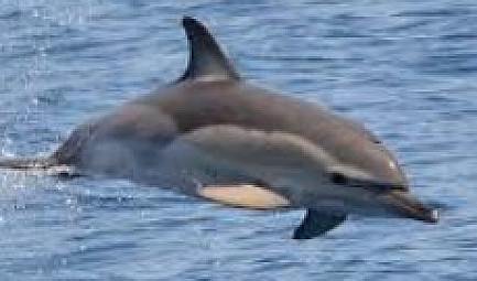 CAPTURES ACCIDENTELLES DE DAUPHINS :  La réalité des faits